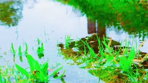Standing Water and Drainage Issues on Flooded Residential Lawn 库存影片 331512650