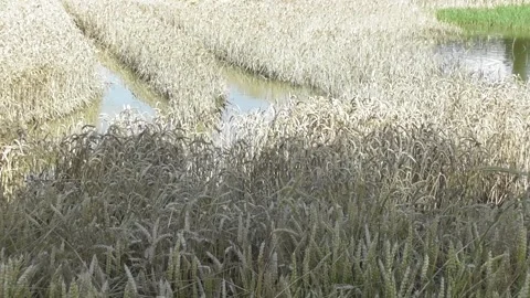 Standing water in the grain field with toads and frogs taking over Stock Footage 278806800