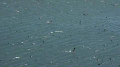 Standing Wave Pattern Across the Water, Jenner Beach, California Stock Footage 346003063