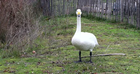 Standing Whooper Swan Stock Footage 228442246