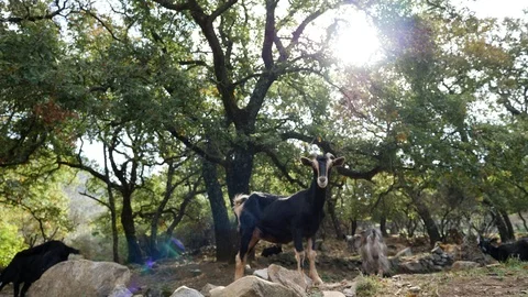 Standing wild goat in a forest Stock Footage 98034976