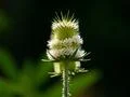 Standing wild teasel garden flower close up at sunny day Photo