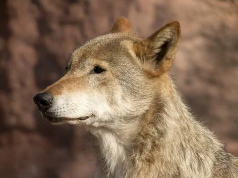 Standing wolf Stock Photos