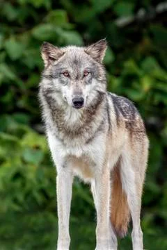 Standing Wolf Stock Photos