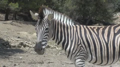 Standing Zebra Stock Footage 10562345