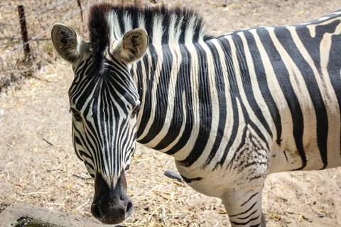 Standing zebra Stock Photos
