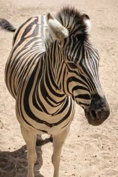 Standing zebra Stock Photos