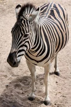 Standing zebra Stock Photos