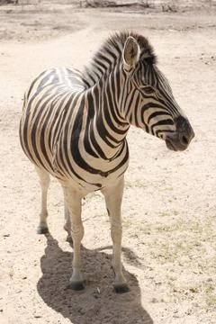 Standing zebra Stock Photos