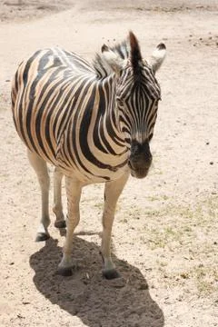 Standing zebra Foto stock