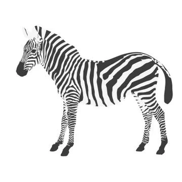 Standing zebra side view on white background Stock Illustration