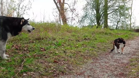 Standoff between cat and dog. Stock Footage 74410166