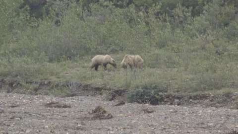 Standoff Between Two Grizzly Bears Denali National Park Stock Footage 121478350