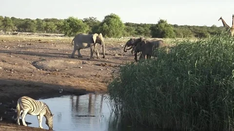 Standoff continues without contact; playful stance — Part 9 Stock Footage 320789992