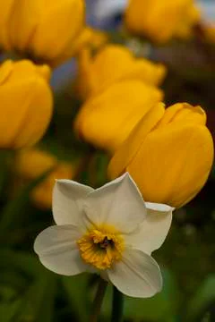 The standout flower Stock Photos