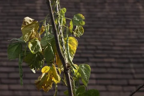 Stangenbohnen Foto stock