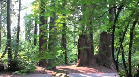 Stanley Park Forest Vidéo 18502894