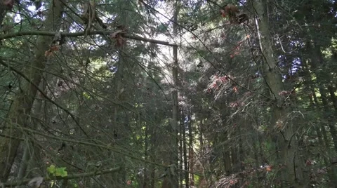 Stanley park forest Stock Footage 54801427