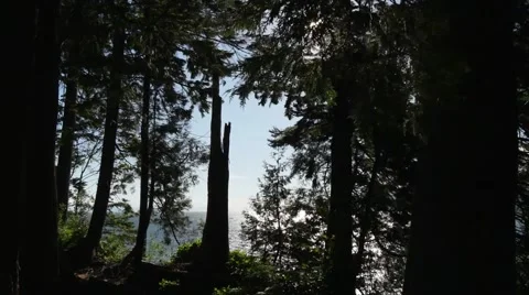 Stanley park forest scene Stock-Footage 54801536