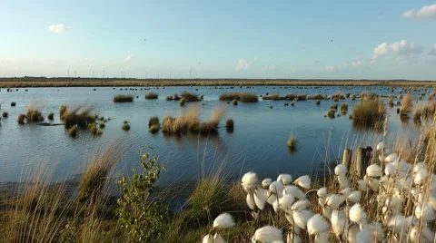Stapeler bog Stock Footage 6530993