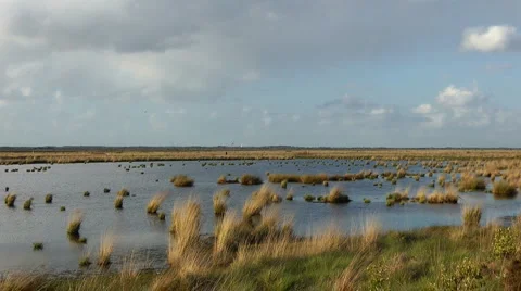 Stapeler bog Stock Footage 6531468