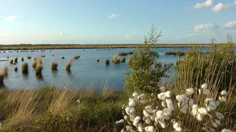 Stapeler bog, Germany Stock Footage 6530934