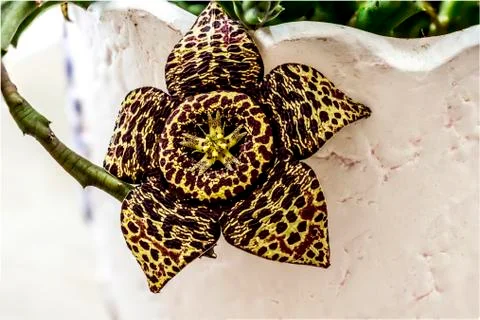 Stapelia cactus Stock Photos