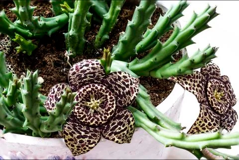 Stapelia cactus Stock Photos