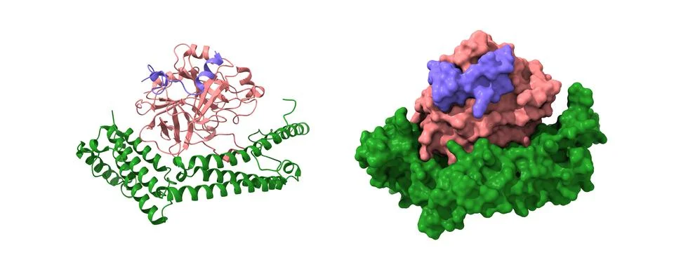 Staphylocoagulase (green) complexed with human thrombin heterodimer Illustrazione stock
