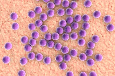 Staphylococci bacteria, illustration Illustrazione stock