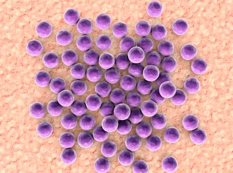 Staphylococci bacteria, illustration Illustrazione stock