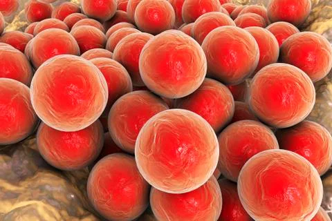 Staphylococci bacteria, illustration Stock Illustration