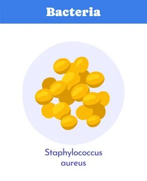 Staphylococcus aureus bacteria icon. Vector illustration Ilustração Stock