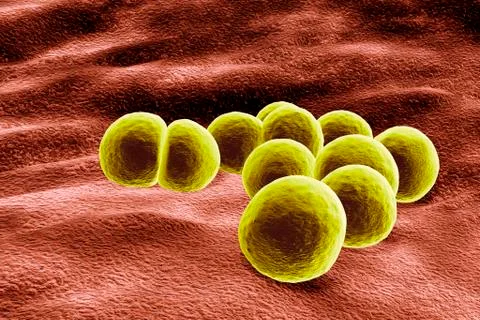 Staphylococcus aureus bacteria, mrsa, 3d illustration Ilustração Stock