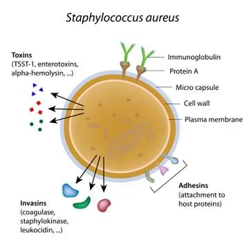 Staphylococcus aureus bacterium Illustrazione stock