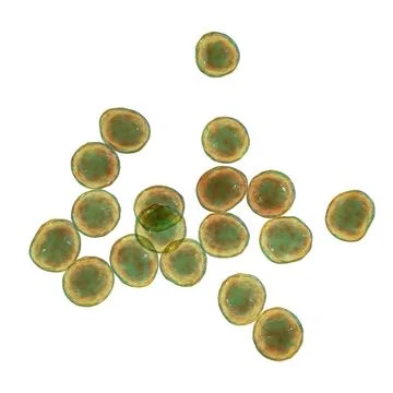 Staphylococcus bacteria, 3D illustration. Ilustração Stock