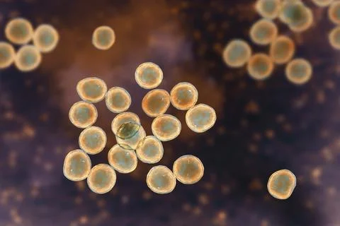 Staphylococcus bacteria, 3D illustration. Illustrazione stock