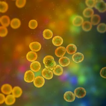 Staphylococcus bacteria, 3D illustration. Stock Illustration