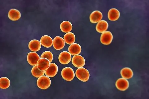 Staphylococcus bacteria, 3D illustration. Stock Illustration