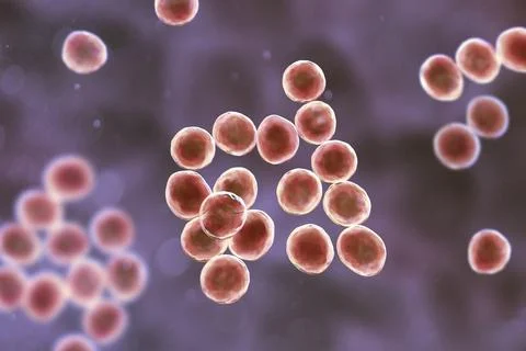 Staphylococcus bacteria, 3D illustration. Illustrazione stock