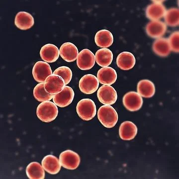 Staphylococcus bacteria, 3D illustration. Stock Illustration
