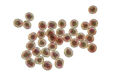 Staphylococcus bacteria, 3D illustration. Illustrazione stock