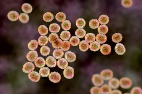 Staphylococcus bacteria, 3D illustration. Illustrazione stock