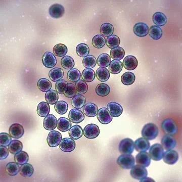 Staphylococcus bacteria, 3D illustration. Illustrazione stock