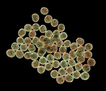 Staphylococcus bacteria, 3D illustration. Stock Illustration