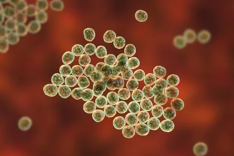 Staphylococcus bacteria, 3D illustration. Stock Illustration