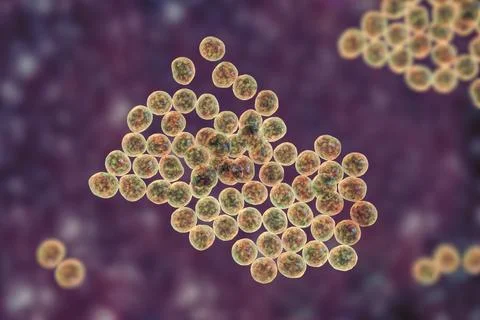 Staphylococcus bacteria, 3D illustration. Illustrazione stock