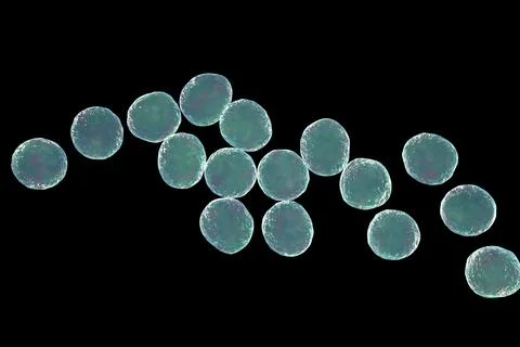 Staphylococcus bacteria, 3D illustration. Ilustração Stock