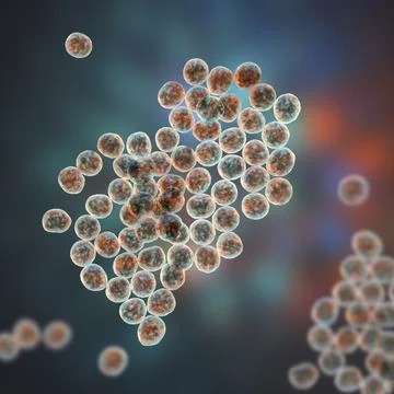 Staphylococcus bacteria, 3D illustration. Illustrazione stock