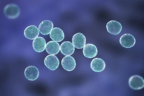 Staphylococcus bacteria, 3D illustration. Ilustração Stock